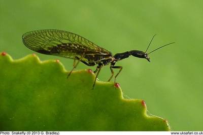 Snake Fly borrowed pic