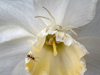 Crab spider 2