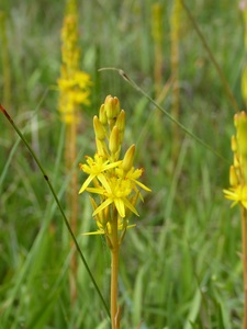 Bog Asphodel