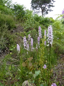 Heath-spotted Orchid + Twaybalde