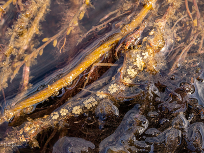 Colonial Sea Squirt (Botryllus schlosseri) 2 
