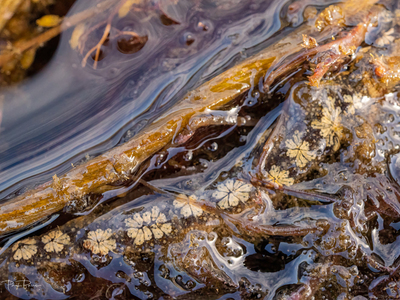 Colonial Sea Squirt (Botryllus schlosseri) 3 