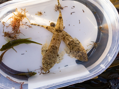 Dragonette (Callionymidae) with Corkwing Wrasse (Symphodus melops) 