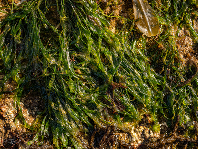 Enteromorpha intestinalis 