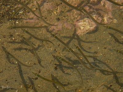 Sand Eels (Ammodytidae) 