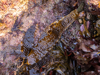 Sugar Kelp (Saccharina latissima)