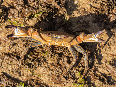 Velvet Swimming Crab (Necora puber) 2 
