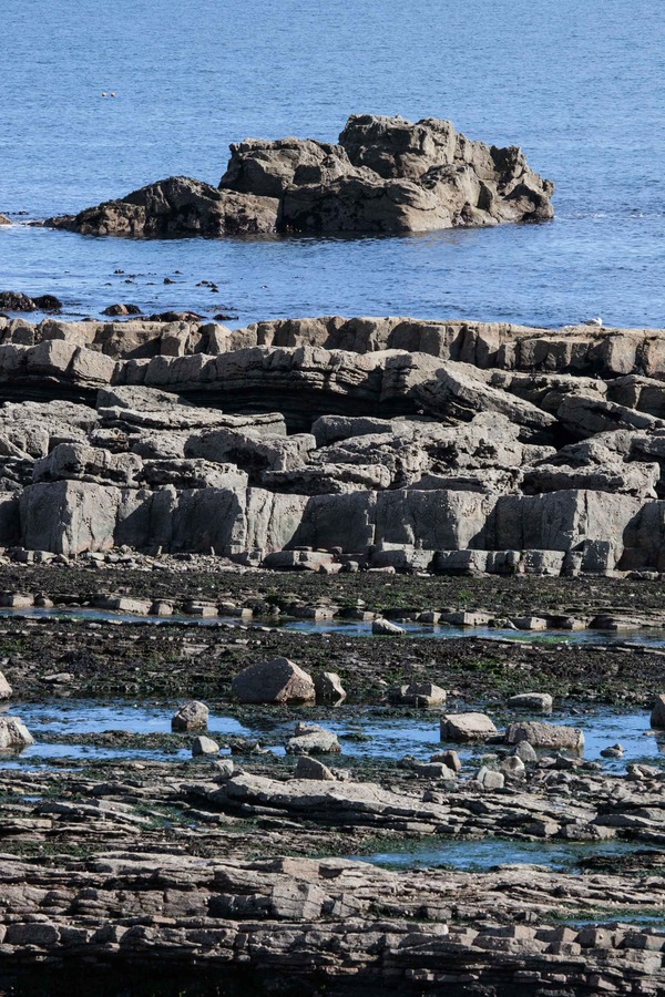 Skellies - Cellardyke Residents Association