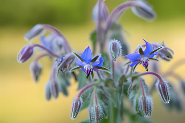 Blue flowers