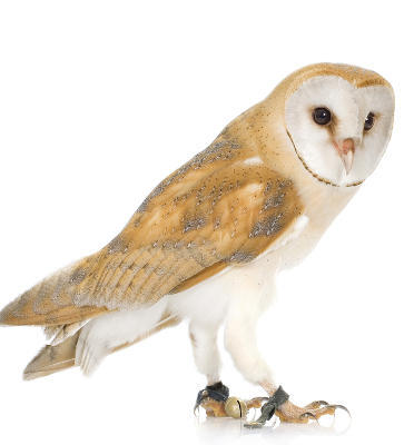 A standing barn owl