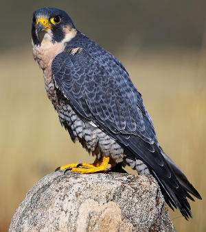 A peregrine falcon