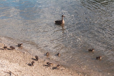 Late brood of mallard ducklings on the Thames,  15th September, 2004