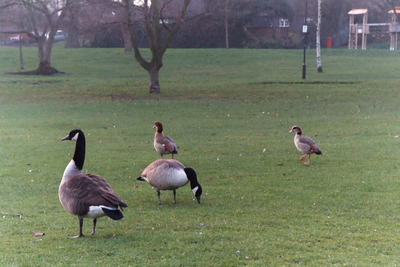 Egyptian geese in Lowndes Park, Chesham,  7th February, 2005