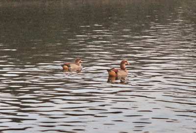 Egyptian geese on Skottowes Pond, Chesham,  7th February, 2005