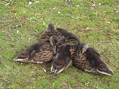 Ducklings at Rutland Water, 30th July, 2005