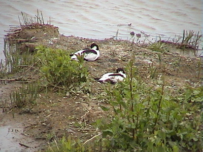 Avocets at Minsmere,  4th June, 2006