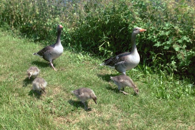 Greylag geese and goslings,  17th June, 2006