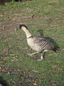 The Nene or Hawaiian Goose, Slimbridge, 25th November, 2007