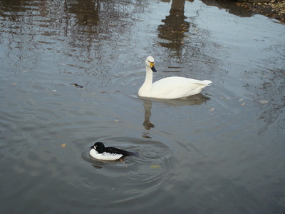 A Goldeneye and Bewick's Swan, Slimbridge,  25th November, 2007