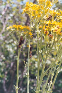 Cinnabar moth caterpillars on ragwort, 25th July, 2004