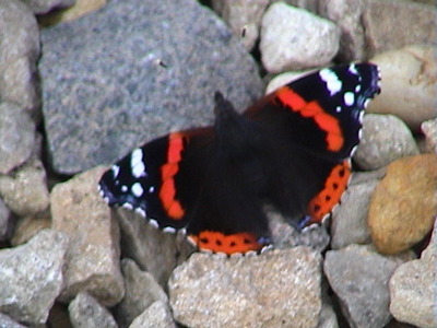 Red Admiral, 11th September, 2004