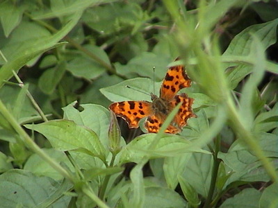 Comma, 23rd July, 2005