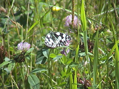 Marbled White, 10th July, 2005
