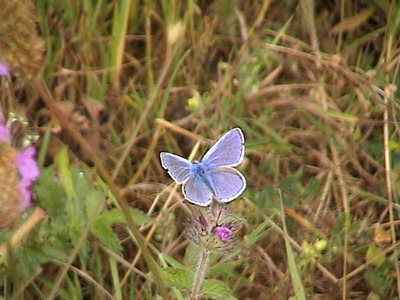 Common Blue, male, 23rd July, 2005