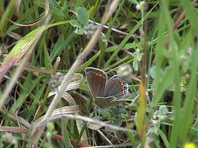 Common Blue, female, 23rd July, 2005