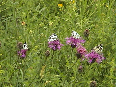 Marbled Whites on Greater Knapweed, 17th June, 2007