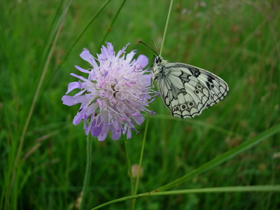Marbled White on Scabious, 17th June, 2007
