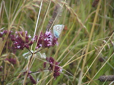 Common Blue male on Scabious,  16th August, 2007