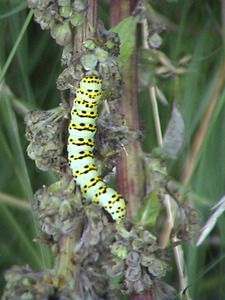 Striped Lychnis caterpillar on Dark Mullein,  16th August, 2007