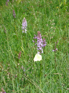 Brimstone on Fragrant orchid, 12th June, 2008