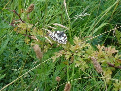 Marbled White at Quarry 1, 20th July, 2008