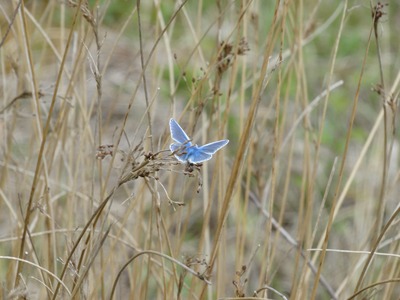 Common Blue at BBOWT's Calvert Jubilee reserve