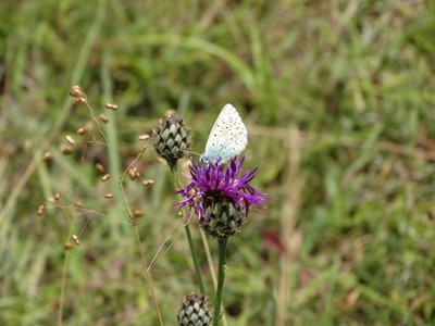 Common Blue on Knapweed, Yoesden Bank