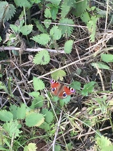 Peacock butterfly at The Withey Beds, 14 May 2017