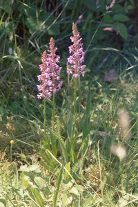 Fragrant Orchid on Pulpit Hill, 28th June 2005