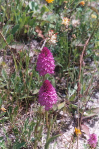 Pyramidal Orchids at Quarry 1, 19th June 2004
