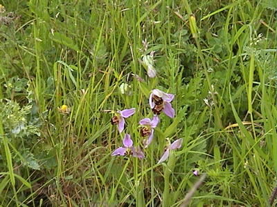 Bee Orchid at Quarry 1, 12th June 2005