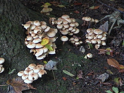 Fungi on the Ashridge Estate, 16th October, 2005