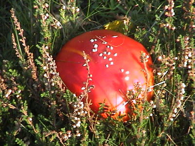Fly Agaric at Sandy Lodge (RSPB) 15th October 2005