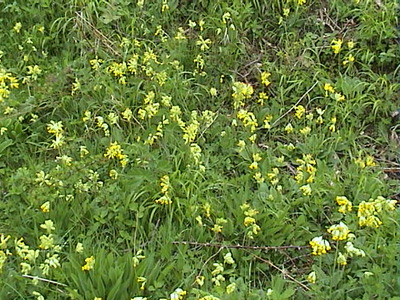 Cowslips at Aston Rowant Nature Reserve, 14th May, 2006