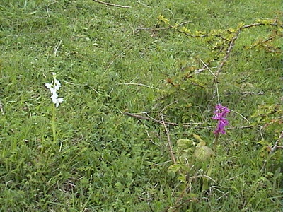 White variant of Early purple orchid, 14th May, 2006