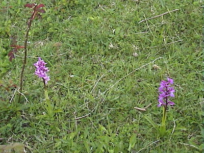 Pink variant of Early purple orchid