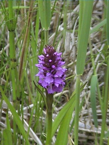 Marsh orchid at RSPB Minsmere, 4th June, 2006