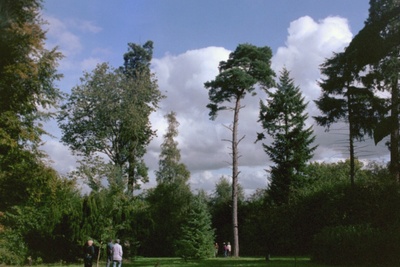 Conifirs in Priestfield Arboretum, 8th October, 2006