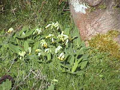 Cowslips near Pulpit Hill, 19th April, 2007