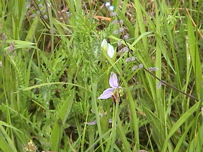 Bee orchid at College Lake, 9th June, 2007